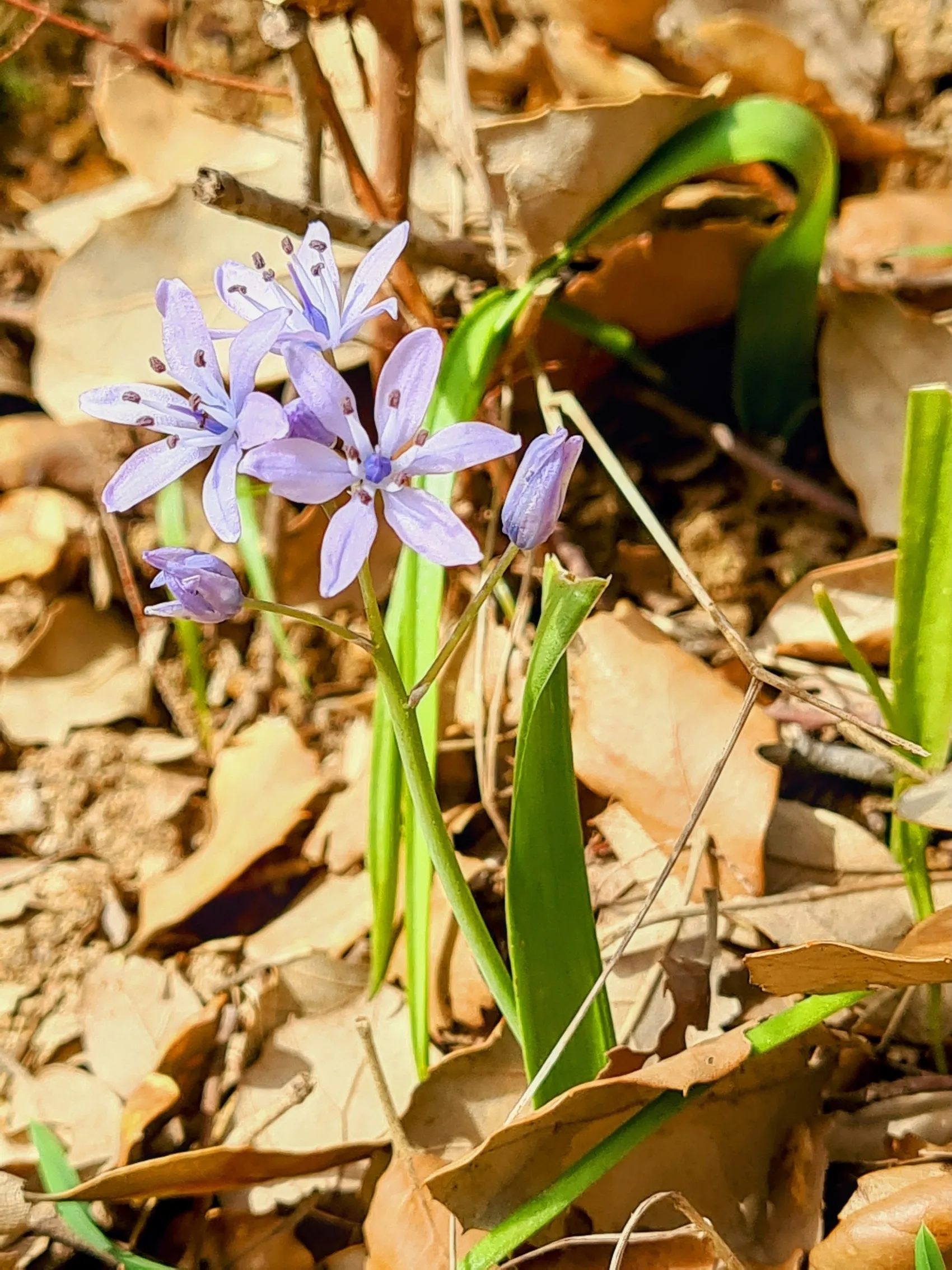 Etappe 27: El Cuartón ⇒ Los Barrios - foto 3