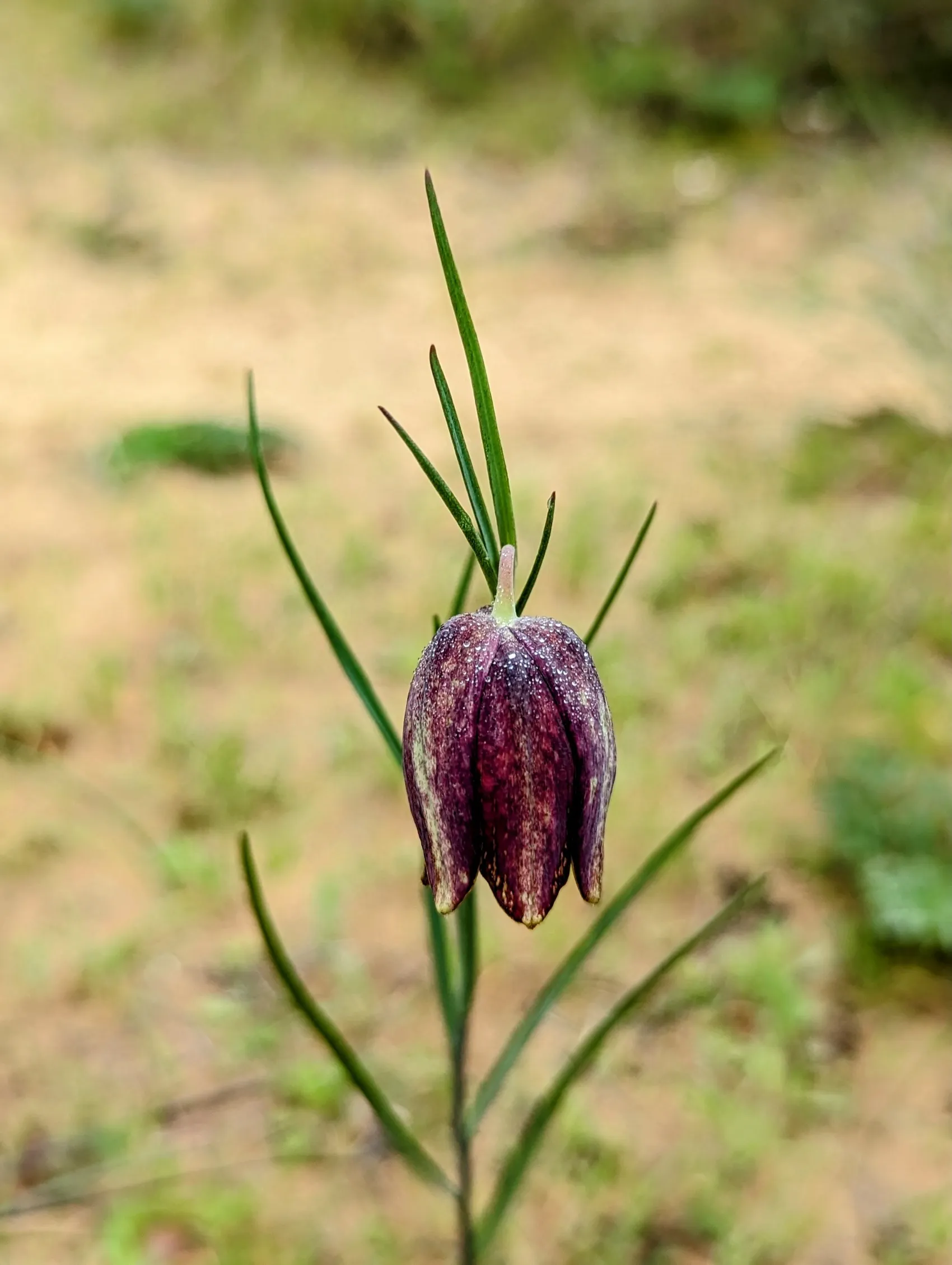 Etappe 23: Playa de El Palmar ⇒ Barbate - foto 1