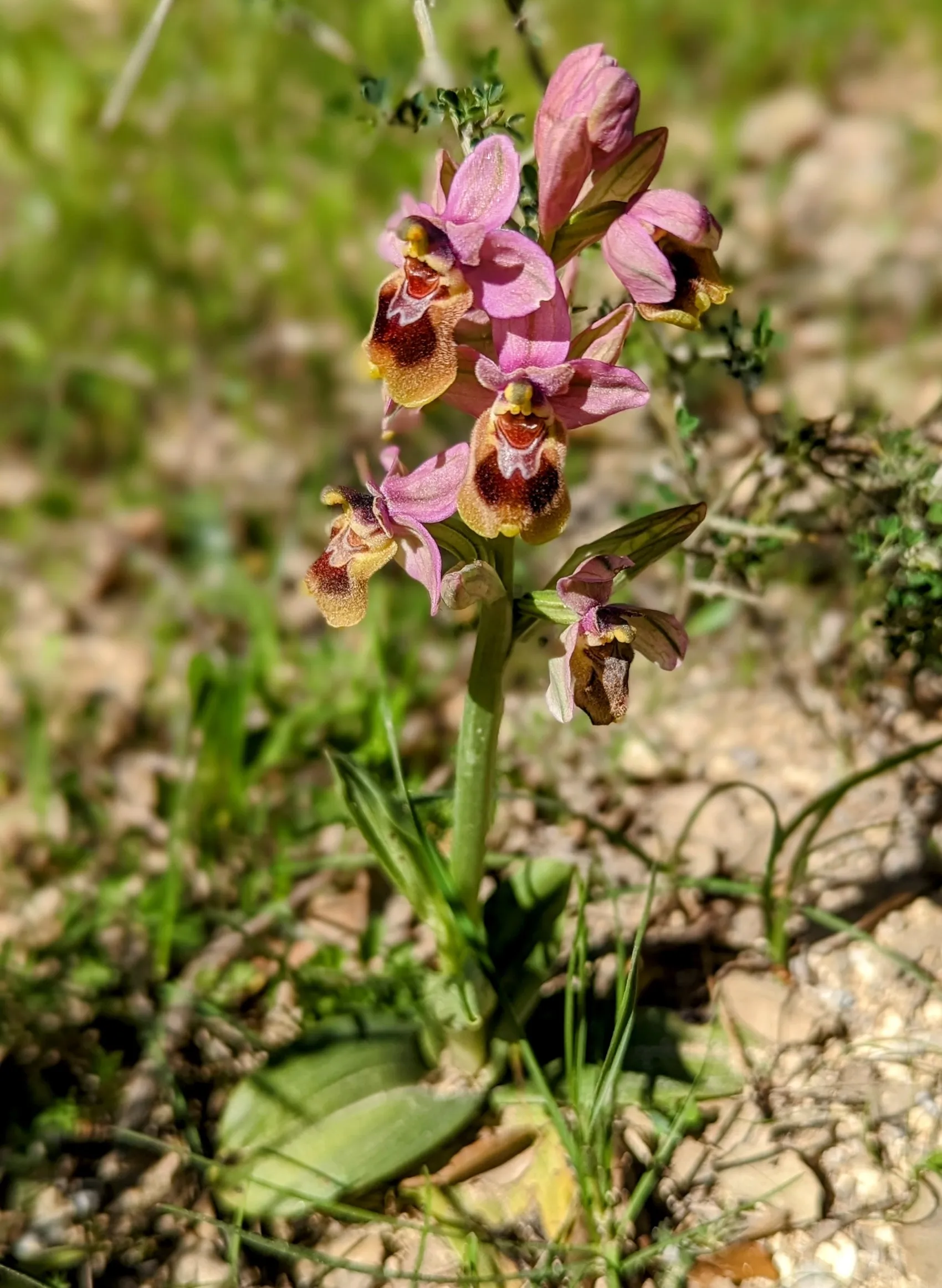 Etappe 28: Los Barrios ⇒ Castillo de Castellar - foto 2