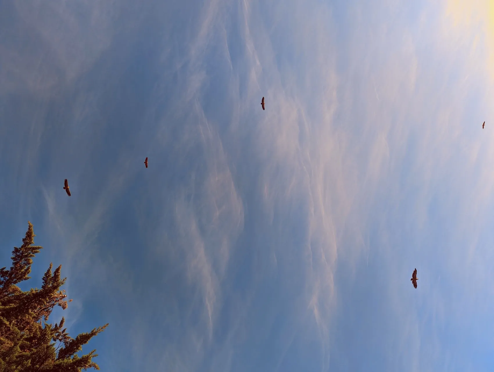 Etappe 29: Castillo de Castellar ⇒ Jimena de la Frontera - foto 3