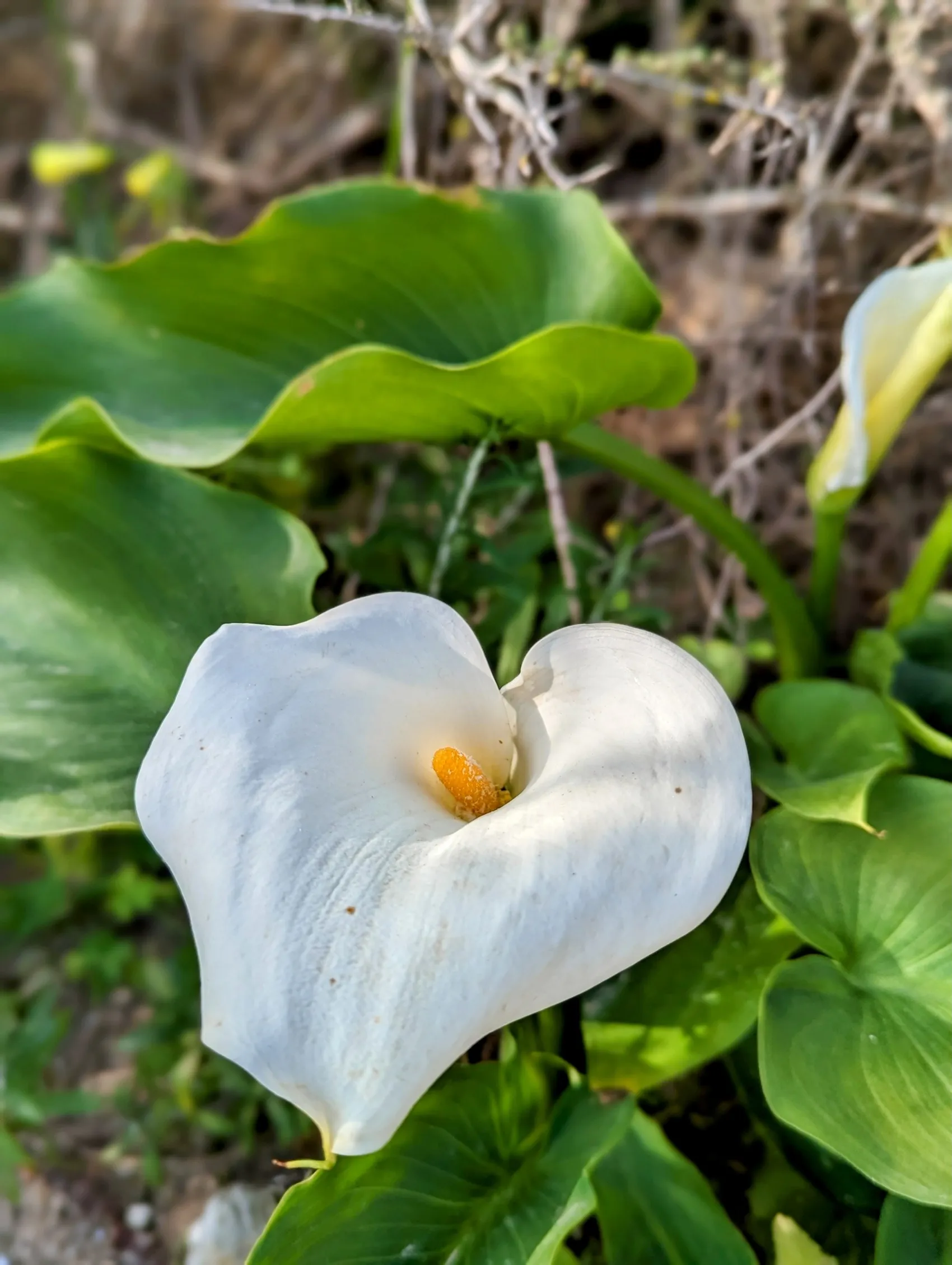 Etappe 20: El Puerto de Santa María ⇒ San Fernando - foto 2