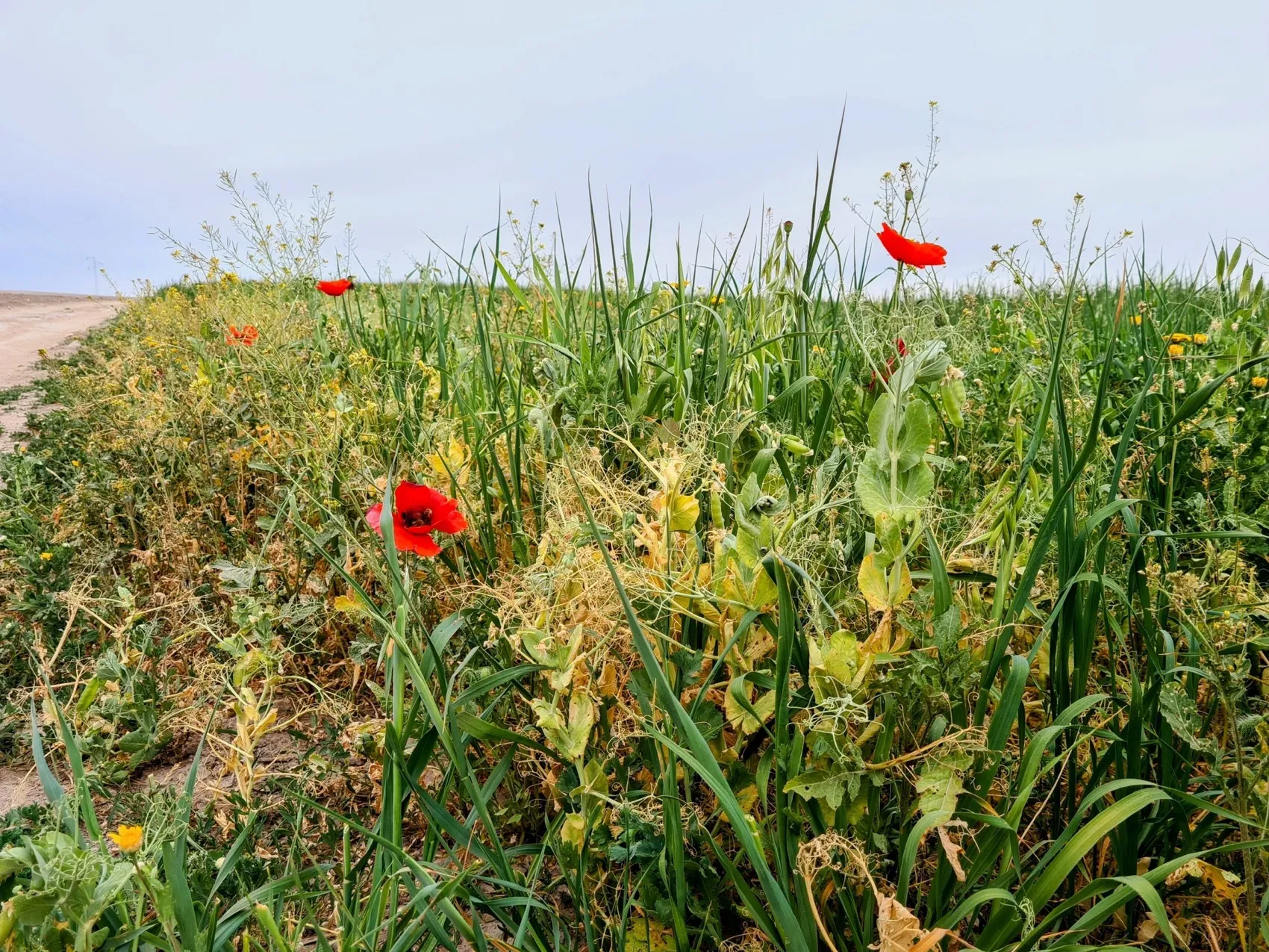 Etappe 36: El Coronil ⇒ Utrera - foto 4