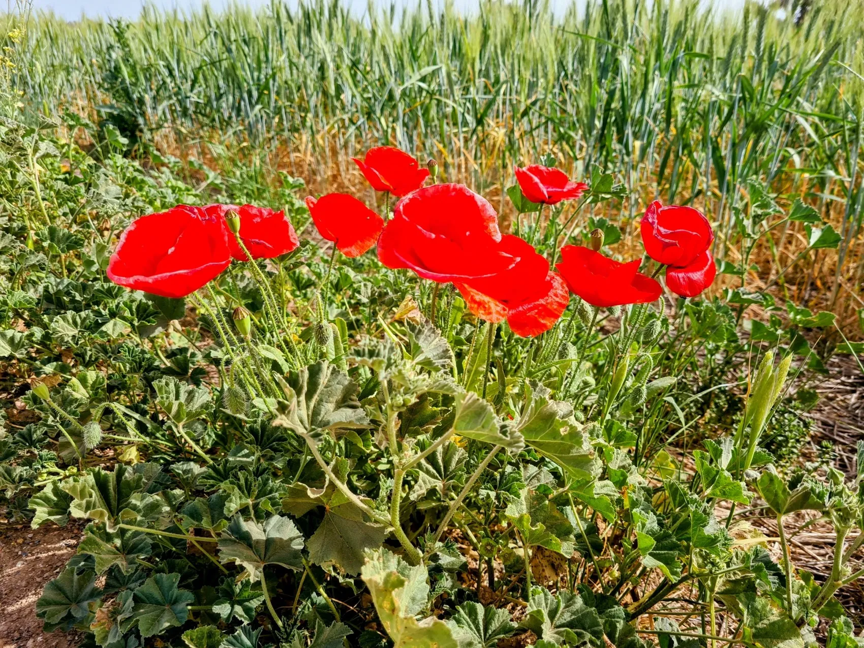 Etappe 37: Utrera ⇒ Sevilla - foto 2