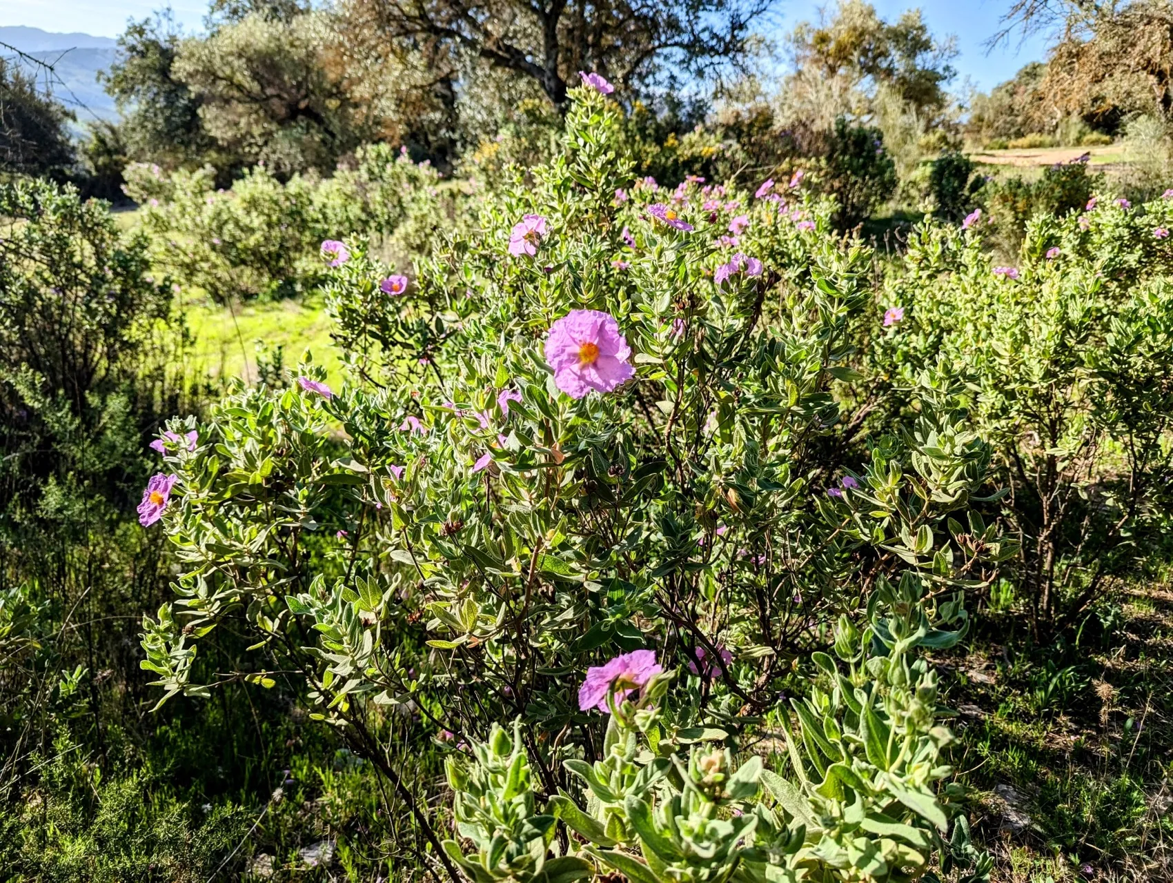 Etappe 32: Montejaque ⇒ Ronda - foto 3