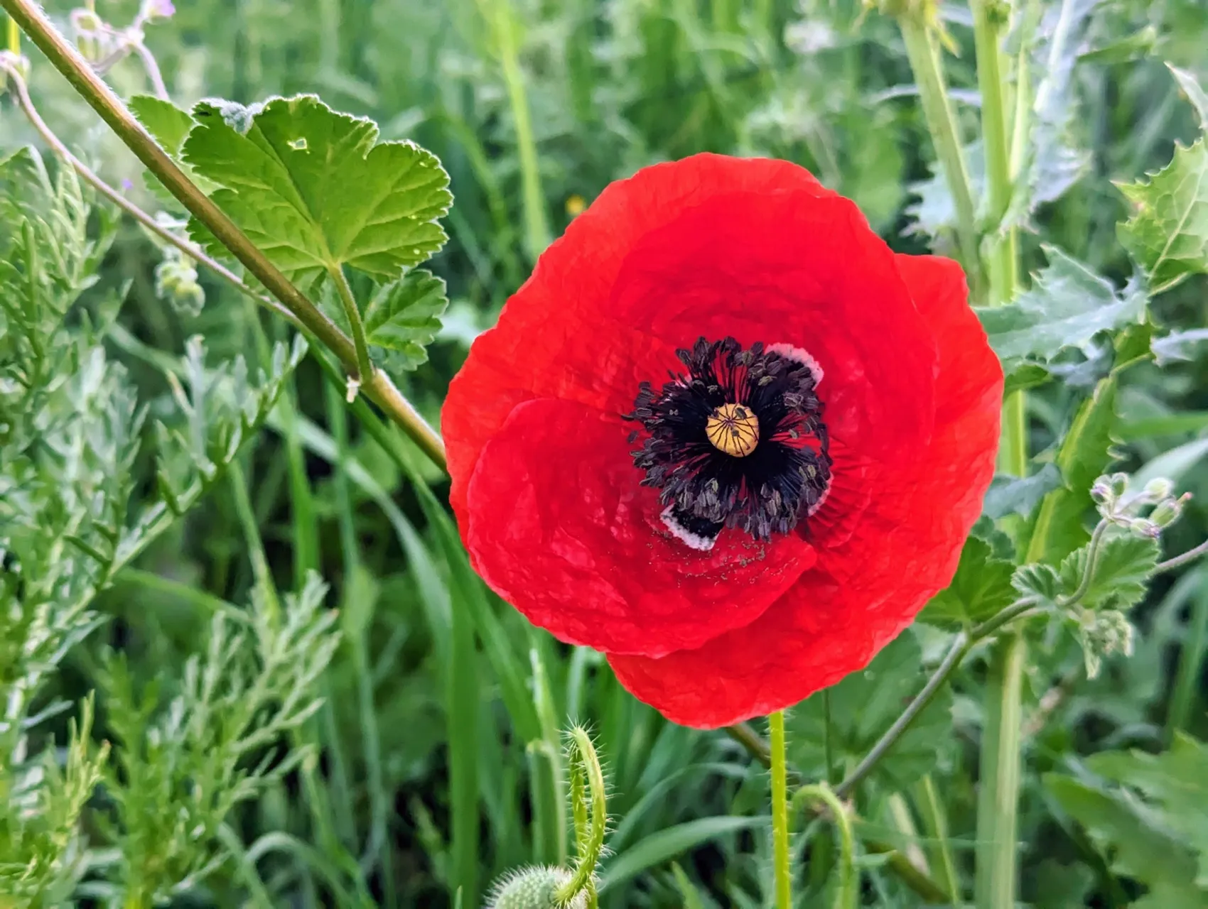 Etappe 35: Coripe ⇒ El Coronil - foto 2