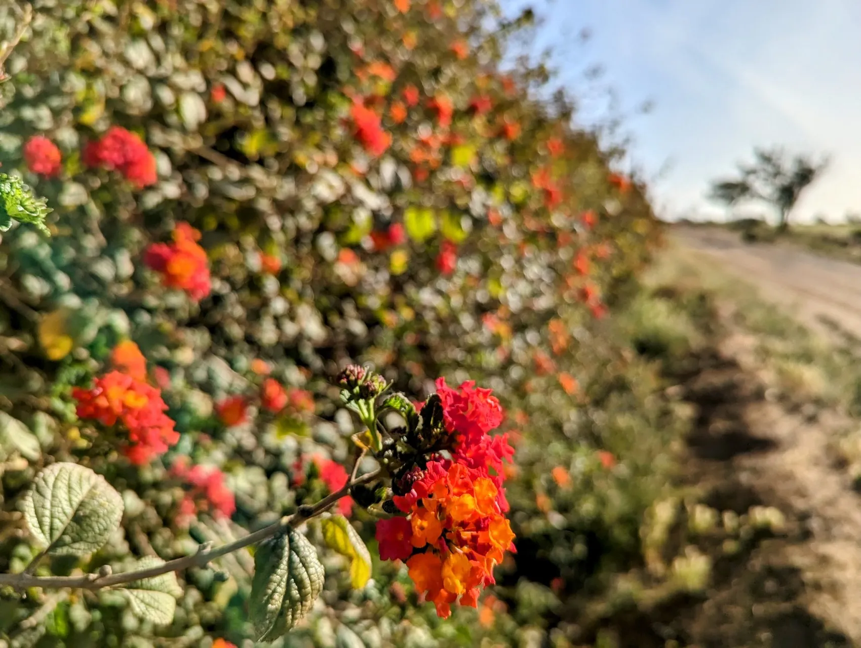 Etappe 39: Guillena ⇒ Castilblanco de los Arroyos - foto 2