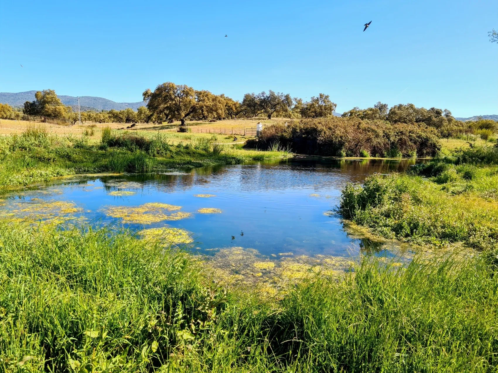 Etappe 41: Almadén de la Plata ⇒ Monesterio - foto 5