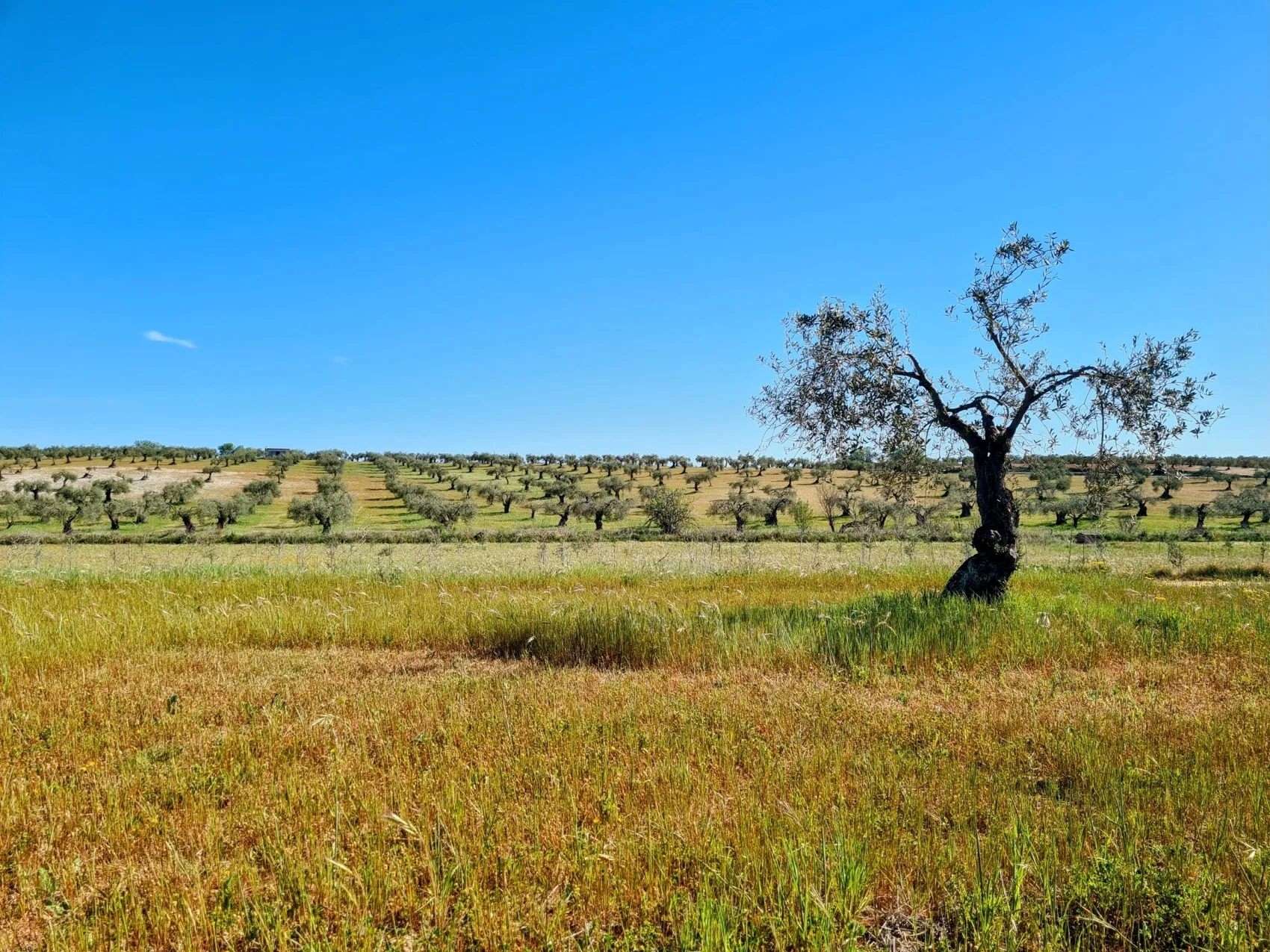 Etappe 43: Fuente de Cantos ⇒ Zafra - foto 4