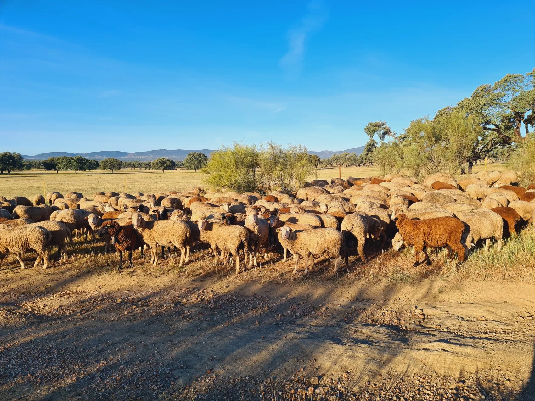 Etappe 49: Aldea del Cano ⇒ Cáceres - foto 2