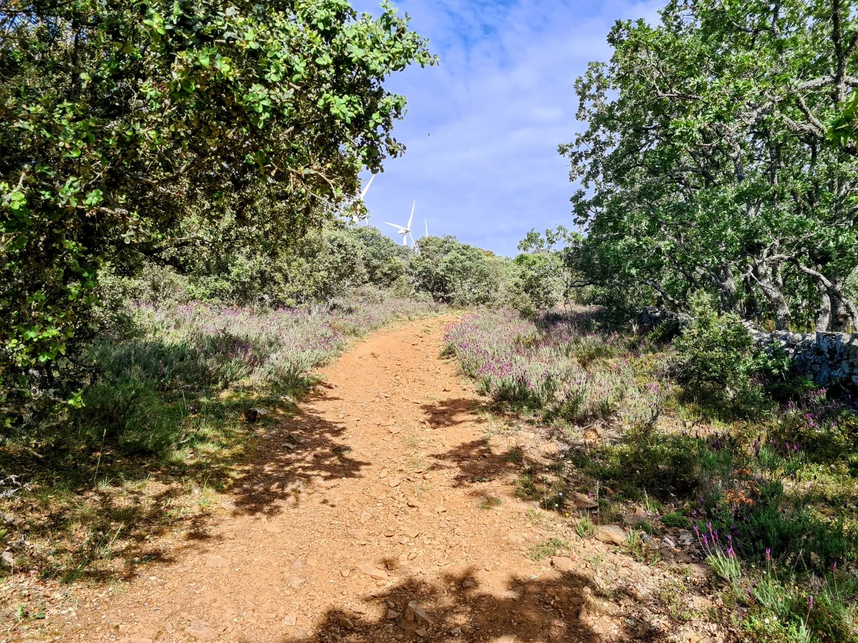 Etappe 58: Fuenterroble de Salvatierra ⇒ Morille - foto 2