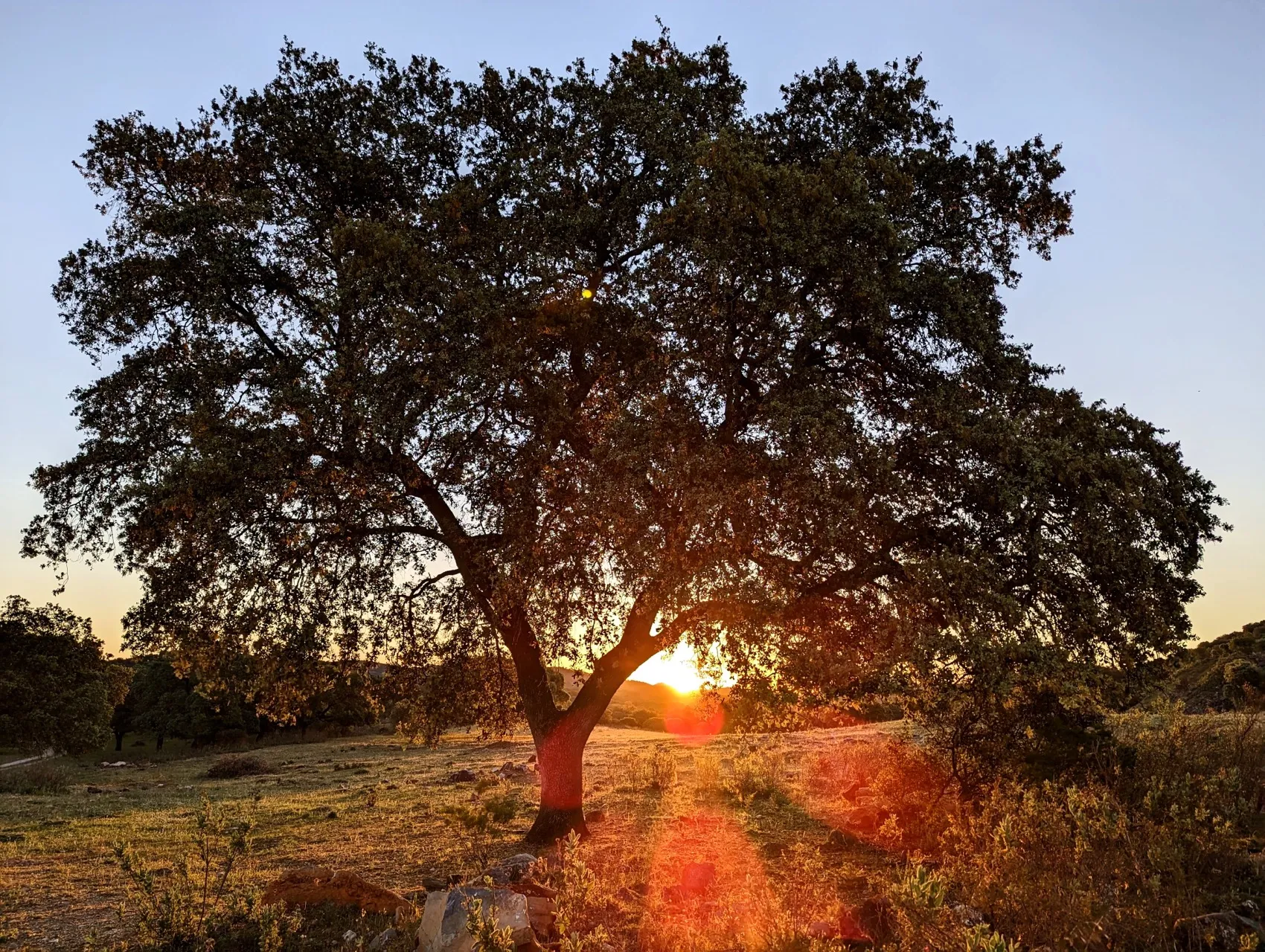 Etappe 41: Almadén de la Plata ⇒ Monesterio - foto 2