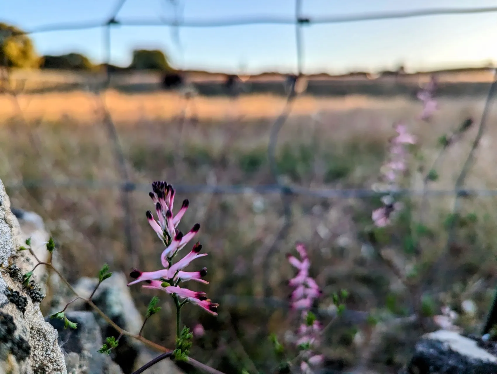 Etappe 42: Monesterio ⇒ Fuente de Cantos - foto 1
