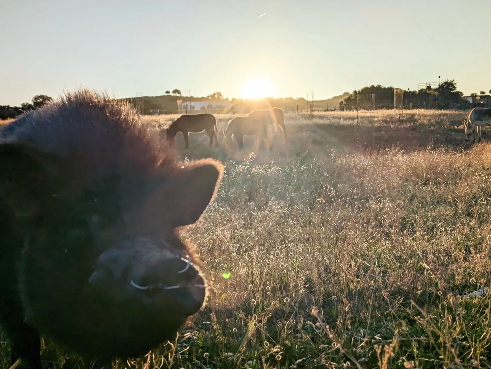 Etappe 42: Monesterio ⇒ Fuente de Cantos - foto 2