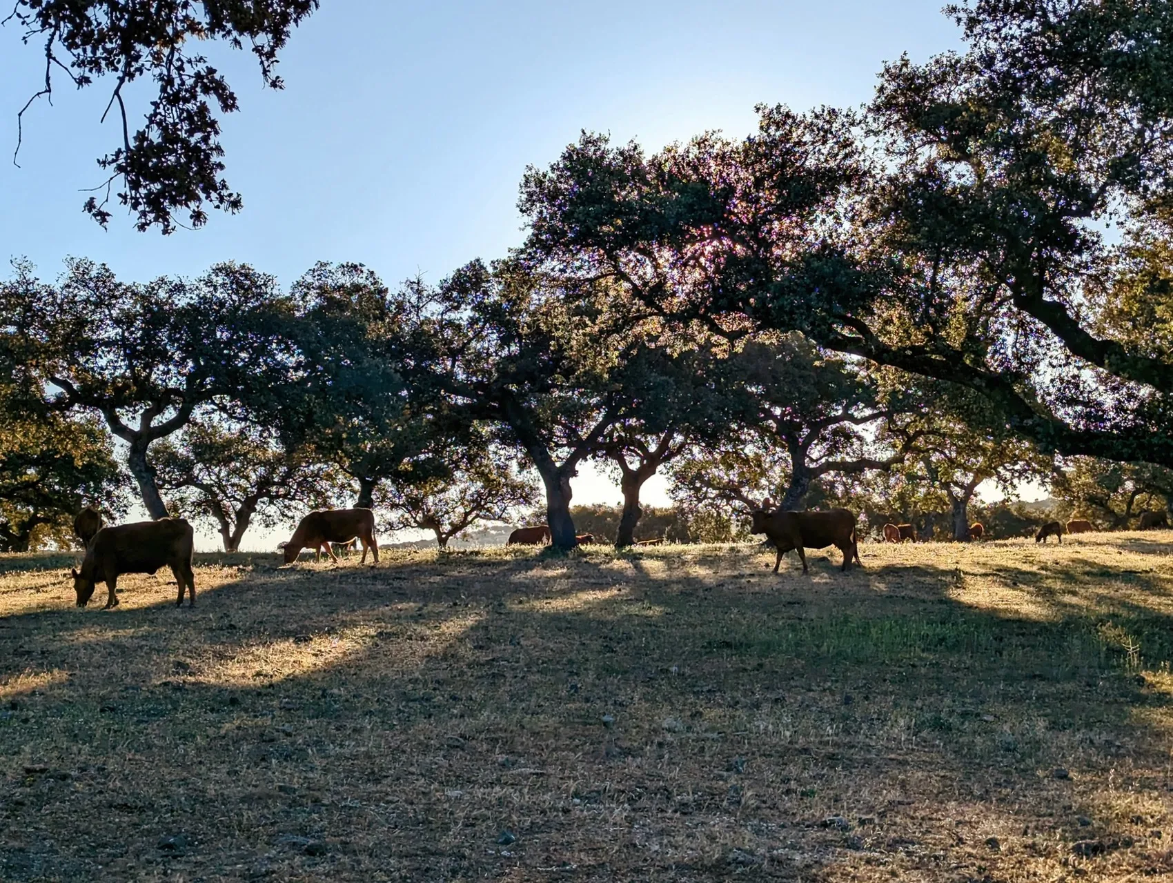 Etappe 42: Monesterio ⇒ Fuente de Cantos - foto 4