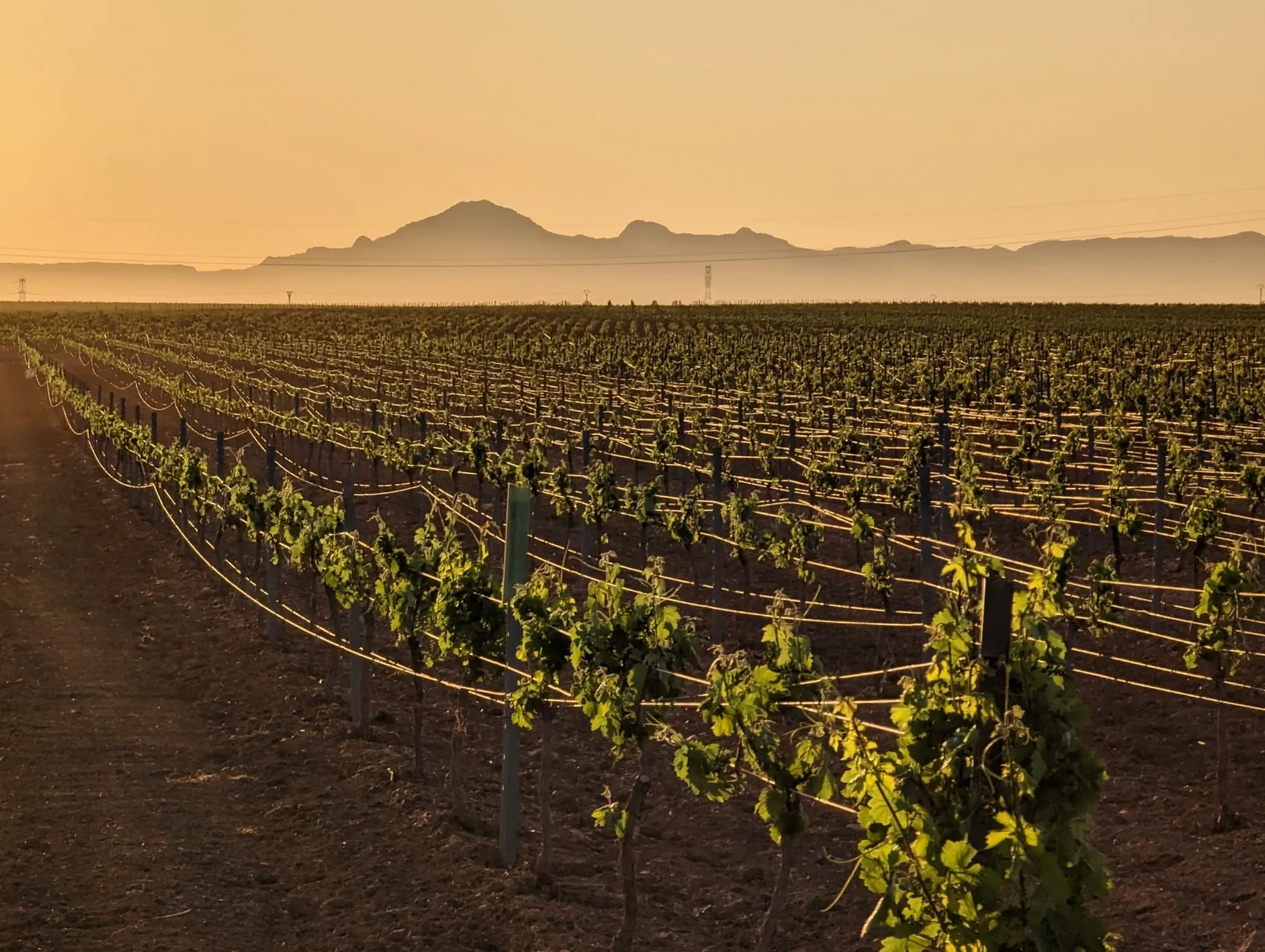 Etappe 45: Villafranca de los Barros ⇒ Torremejía - foto 2