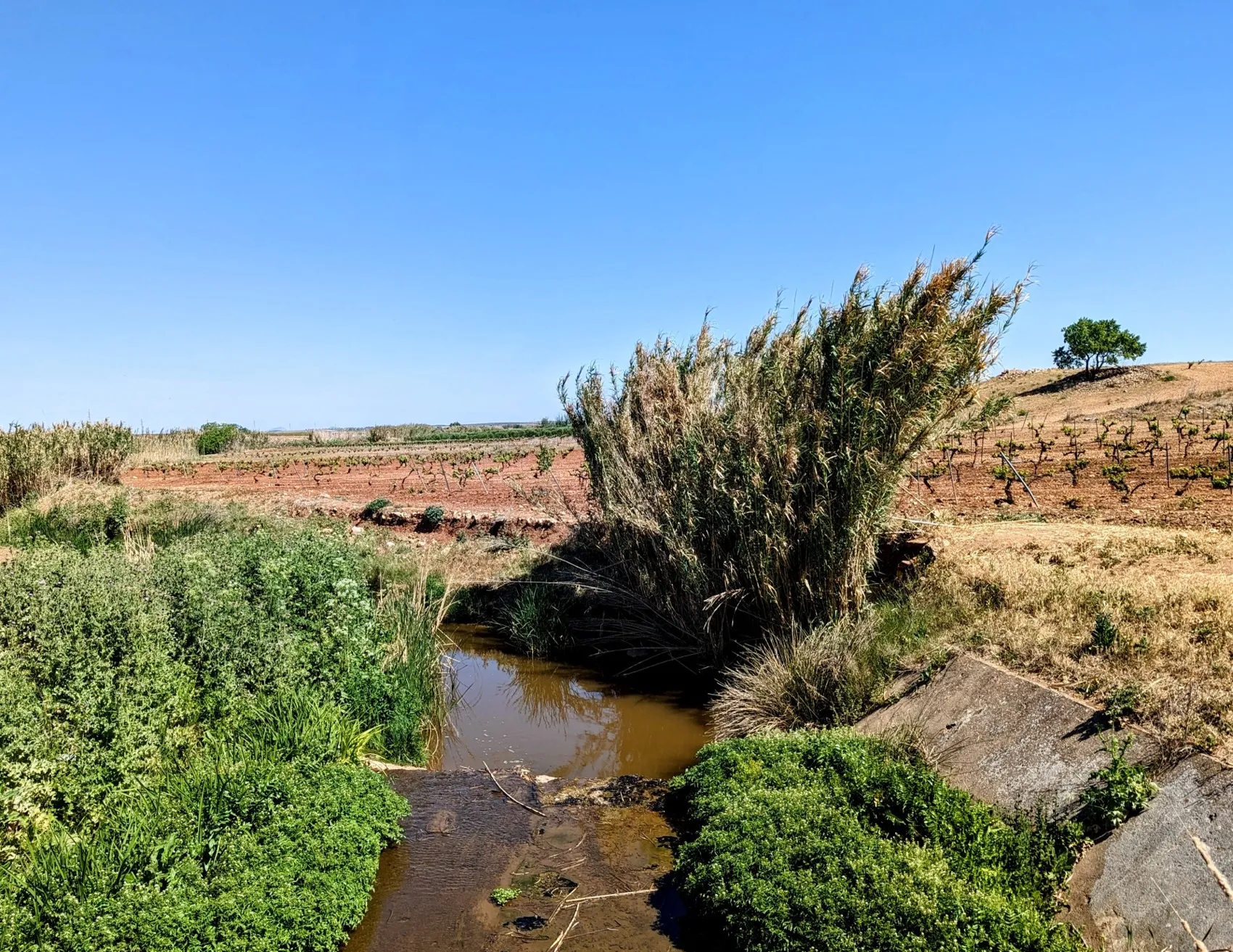 Etappe 45: Villafranca de los Barros ⇒ Torremejía - foto 4