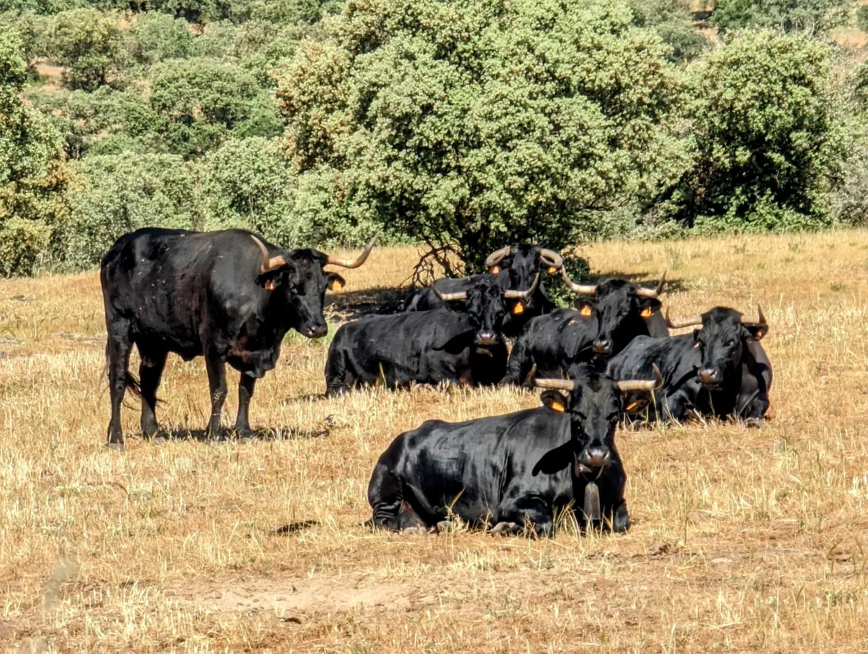 Etappe 47: Mérida ⇒ Aljucén - foto 4