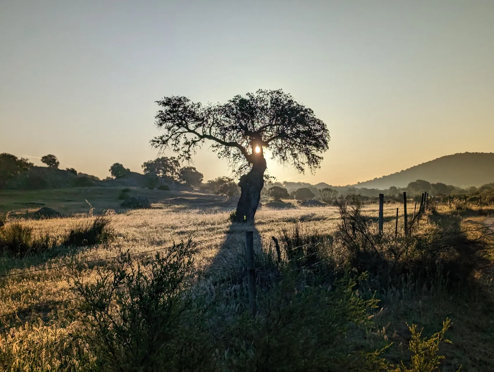 Etappe 48: Aljucén ⇒ Aldea del Cano - foto 1