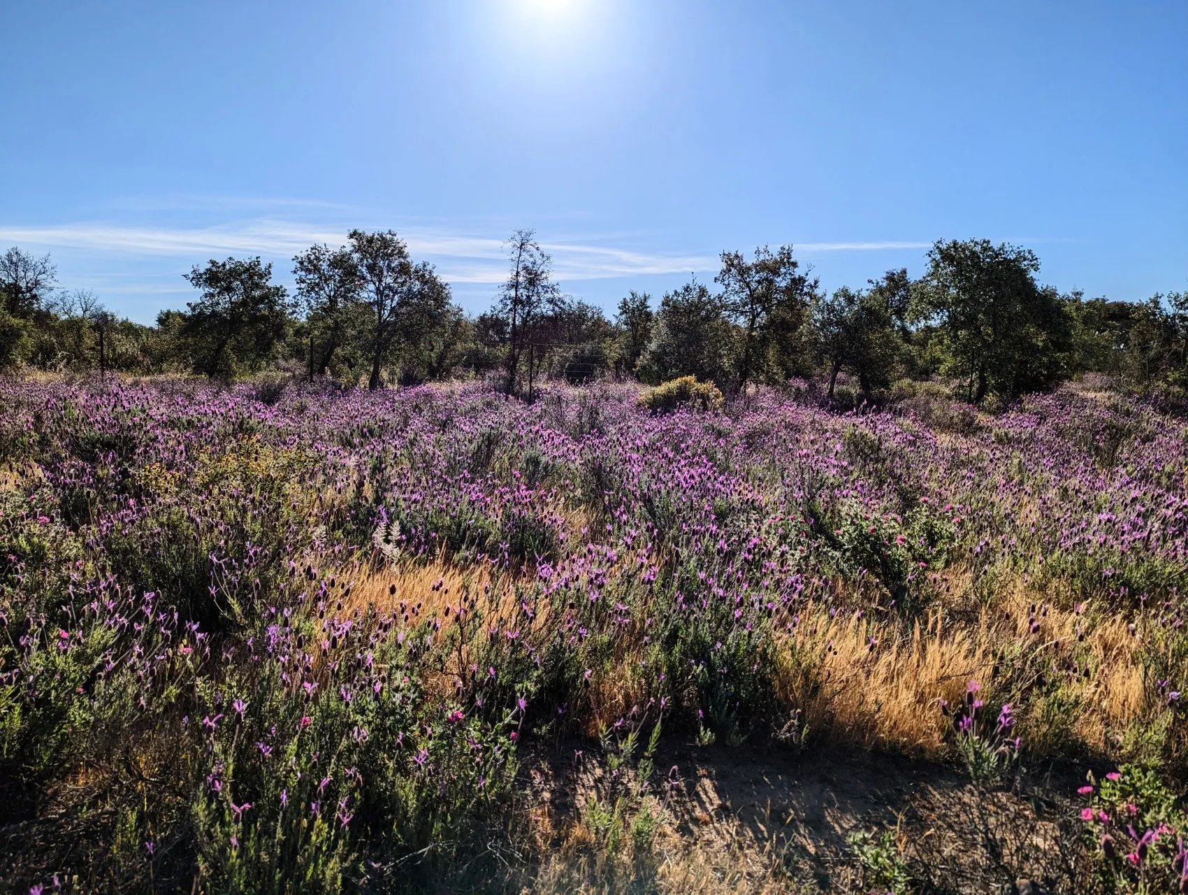 Etappe 48: Aljucén ⇒ Aldea del Cano - foto 3