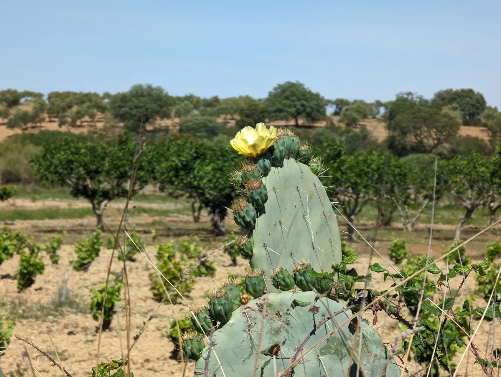 Etappe 48: Aljucén ⇒ Aldea del Cano - foto 4