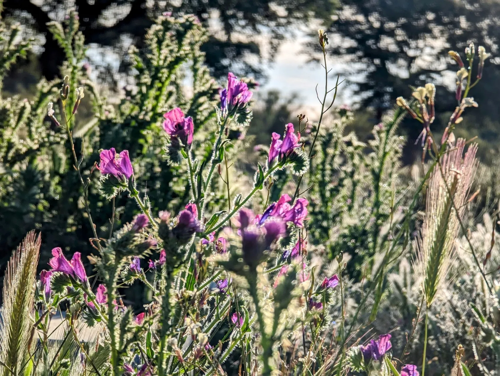 Etappe 49: Aldea del Cano ⇒ Cáceres - foto 3