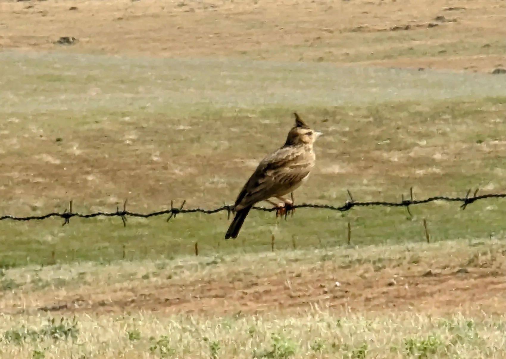Etappe 48: Aljucén ⇒ Aldea del Cano - foto 5