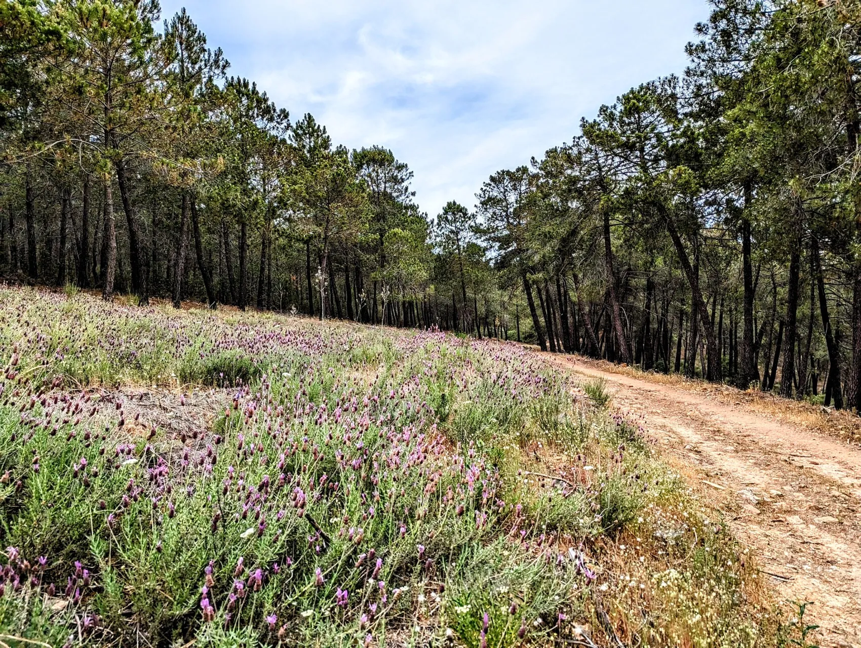 Etappe 52: Cañaveral ⇒ Ríolobos - foto 4