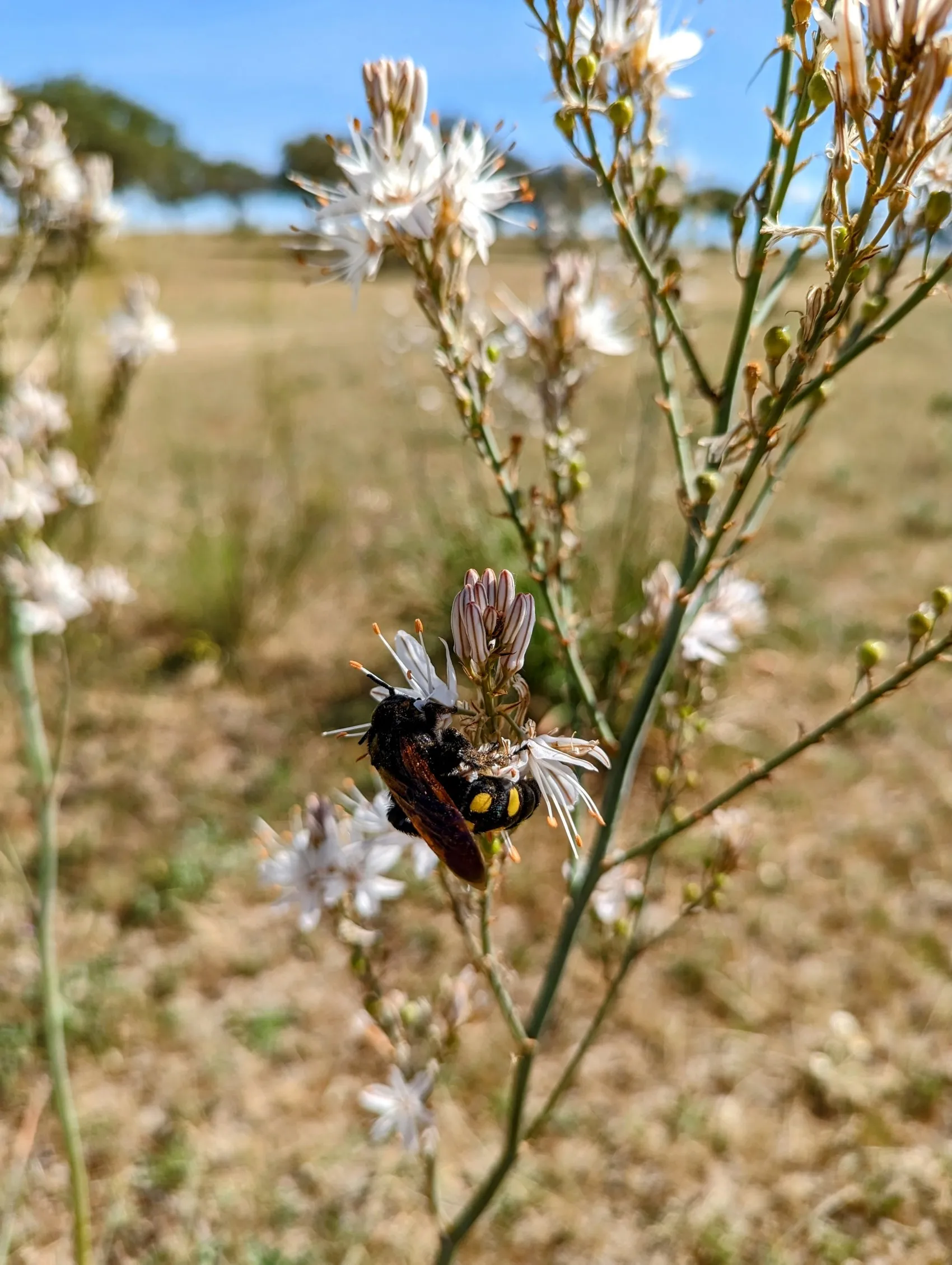 Etappe 55: Arco Tetrápilo ⇒ Las Cañadas - foto 2