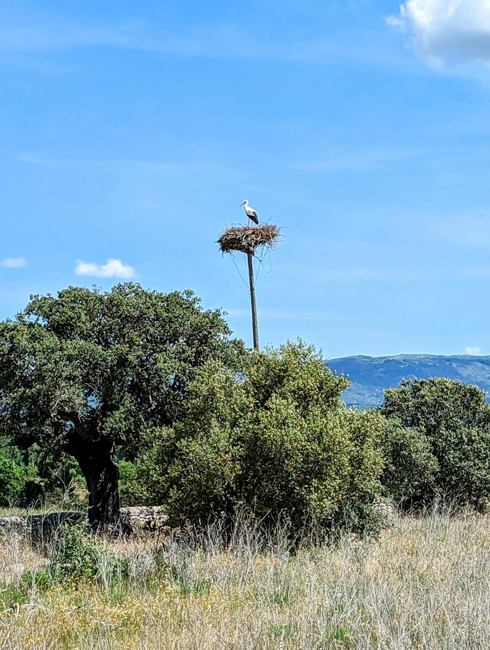 Etappe 55: Arco Tetrápilo ⇒ Las Cañadas - foto 3