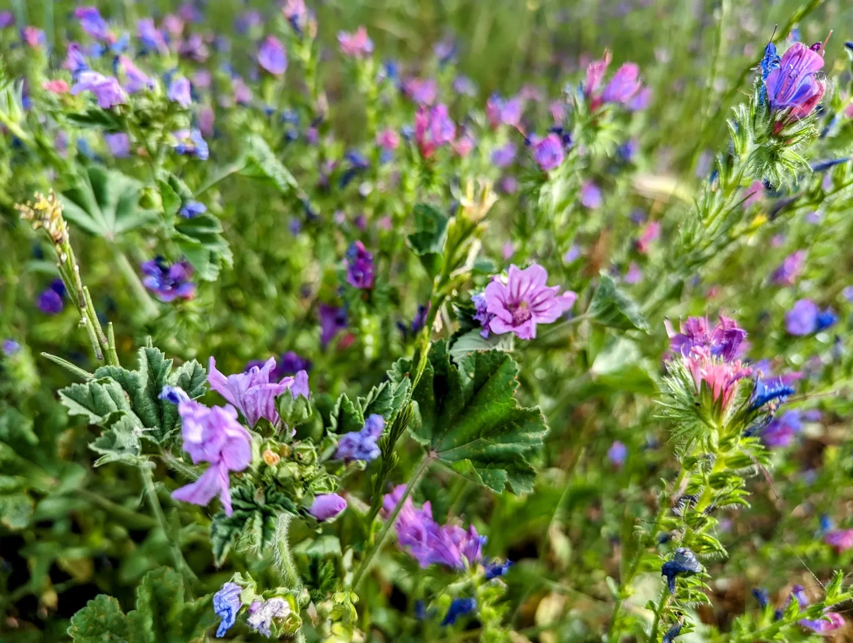 Etappe 56: Las Cañadas ⇒ La Calzada de Béjar - foto 1