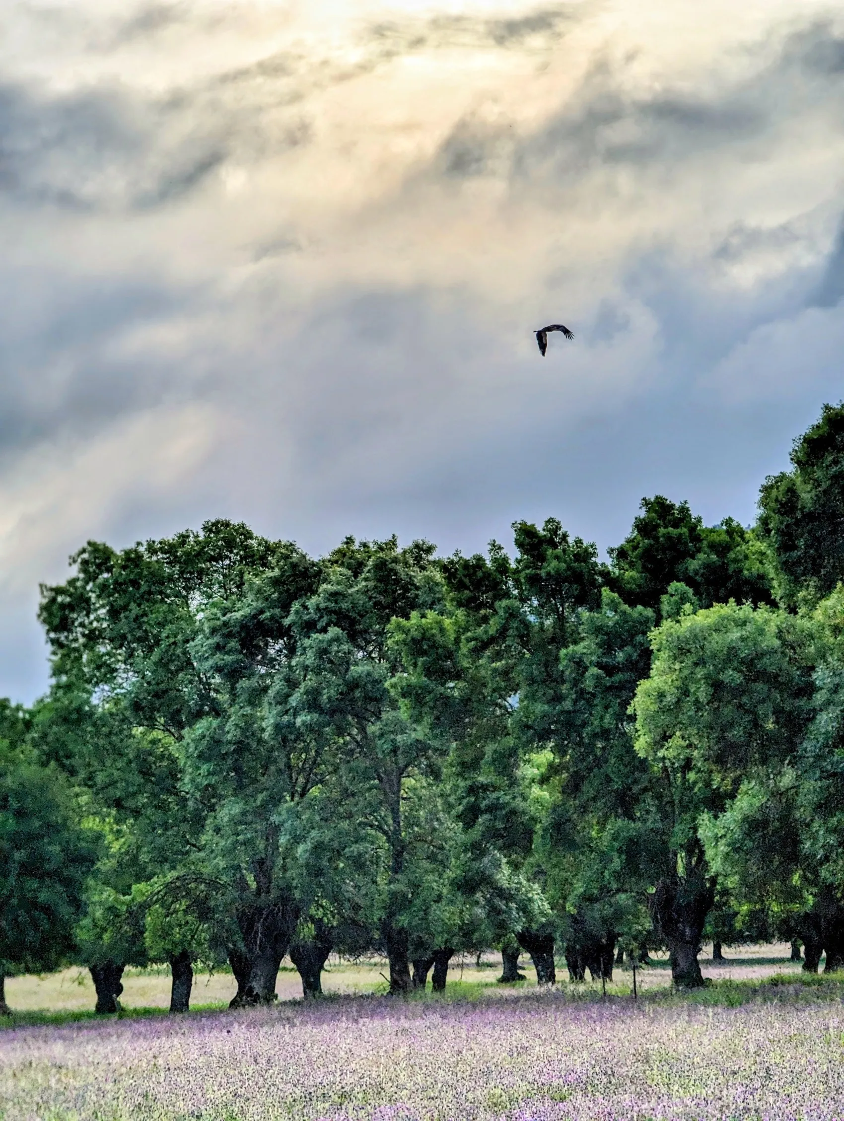 Etappe 57: La Calzada de Béjar ⇒ Fuenterroble de Salvatierra - foto 2