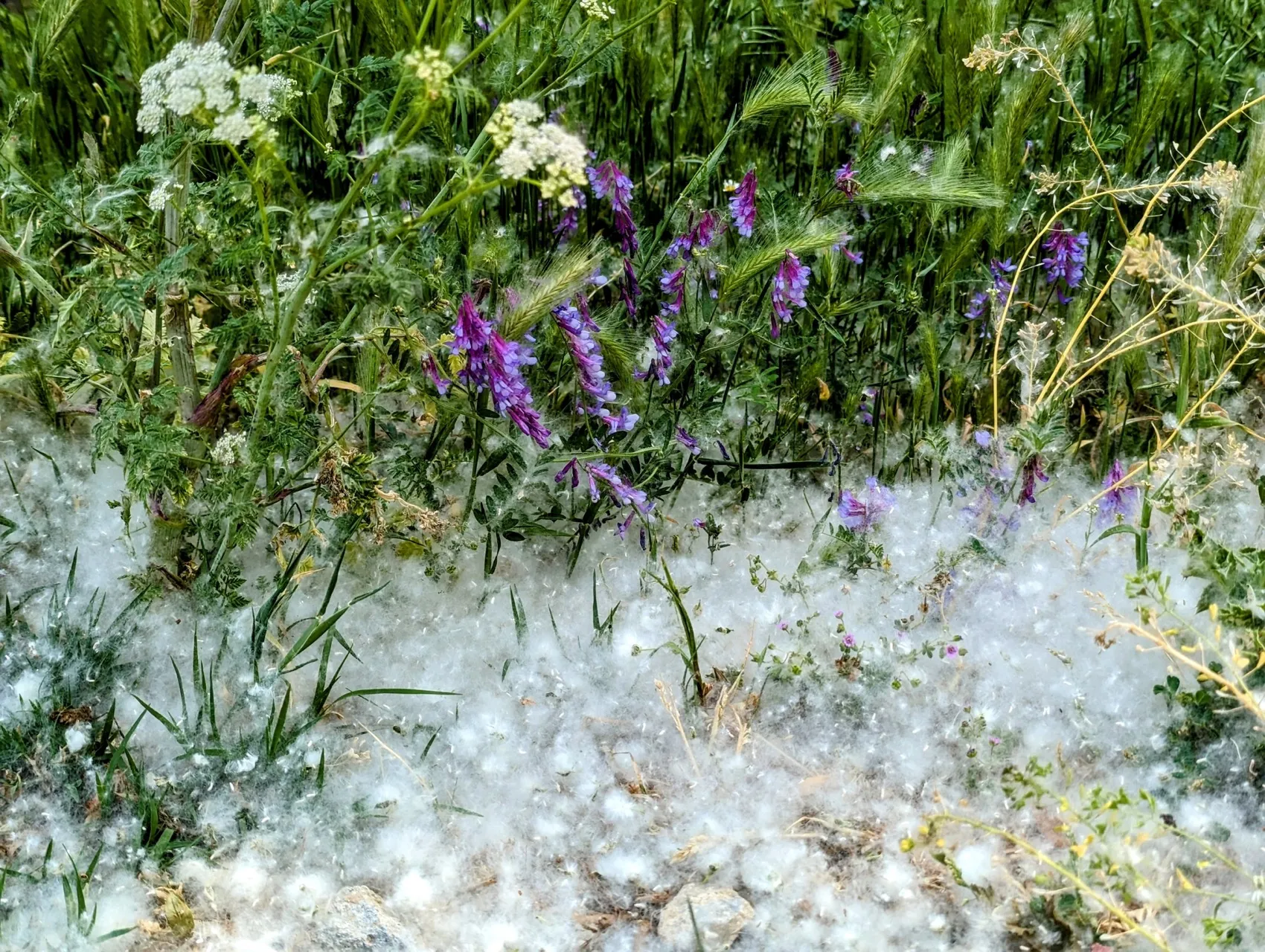 Etappe 59: Morille ⇒ Salamanca - foto 4