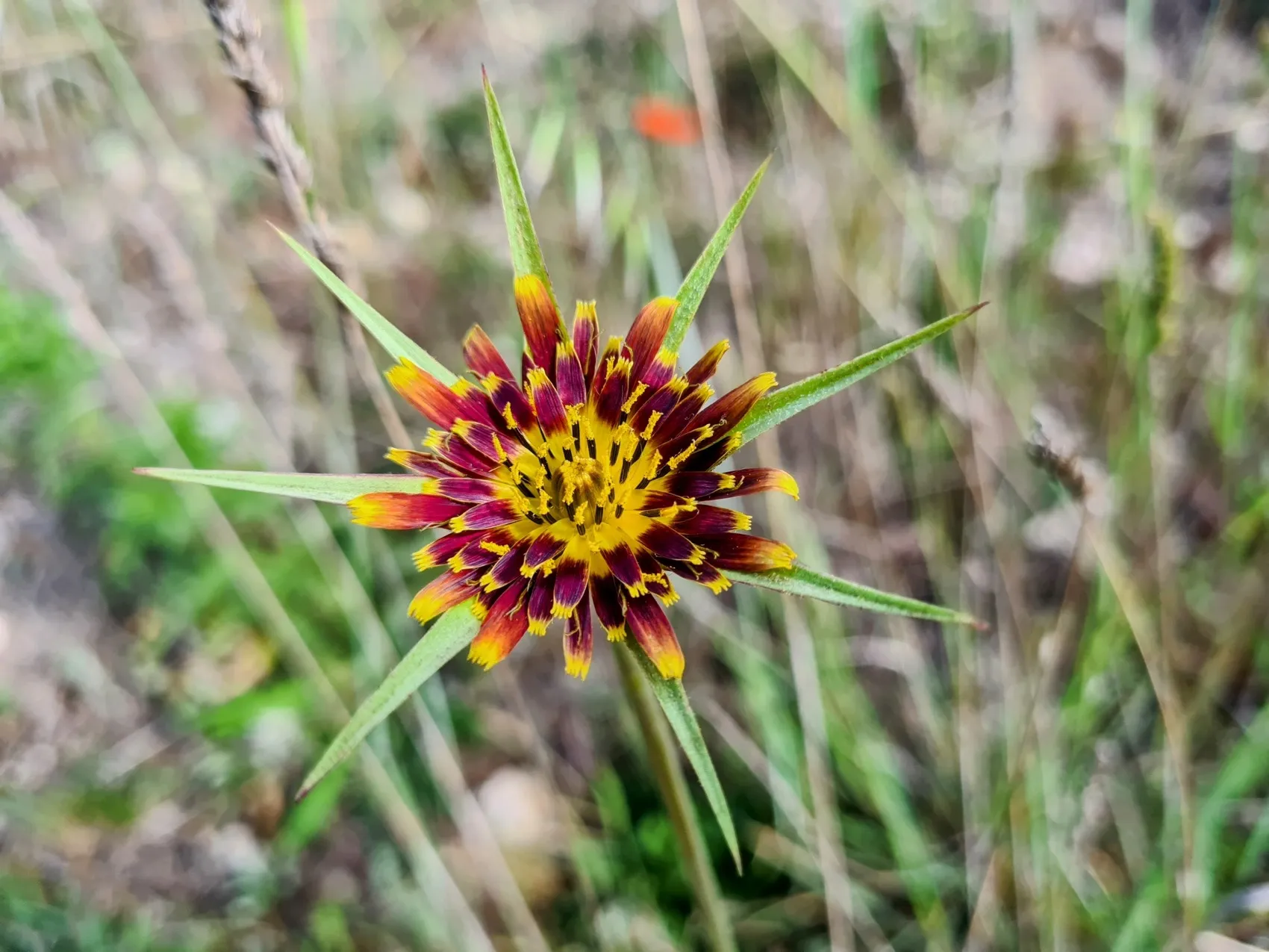 Etappe 72: Estépar ⇒ Burgos - foto 3