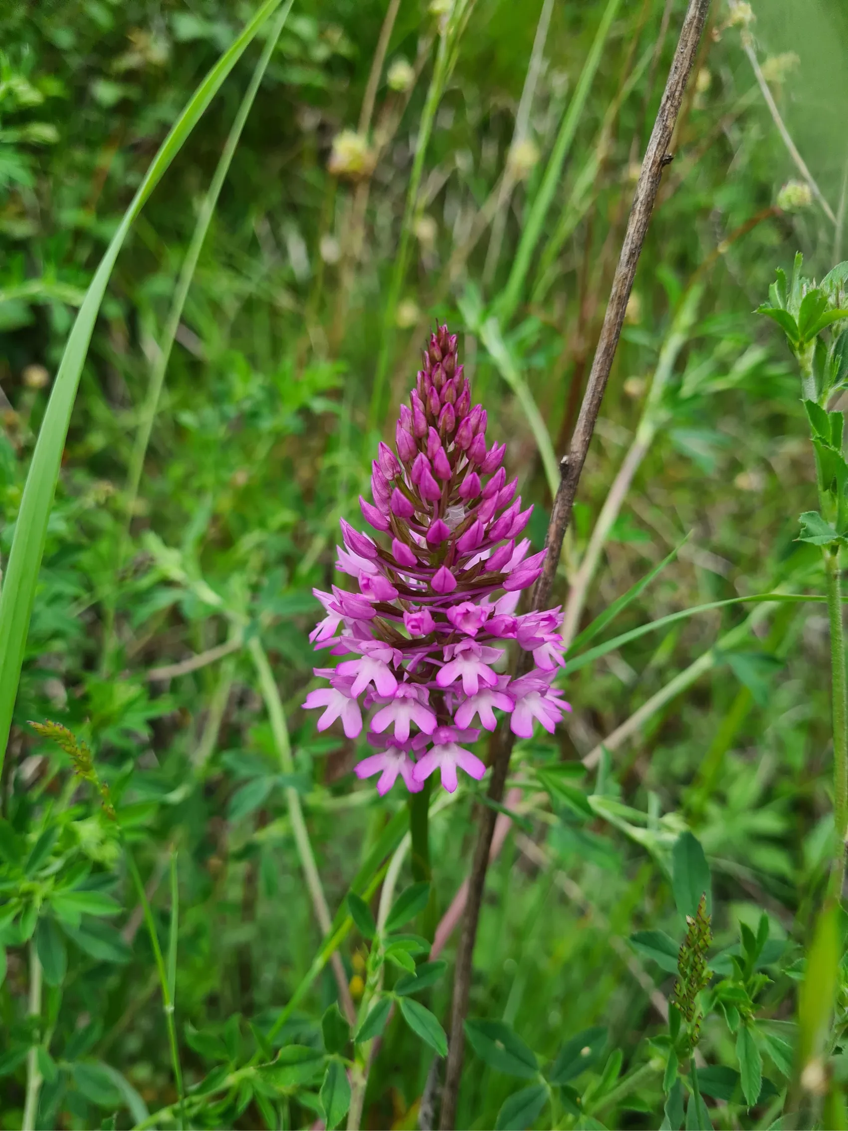 Etappe 74: Monasterio de Rodilla ⇒ Briviesca - foto 4