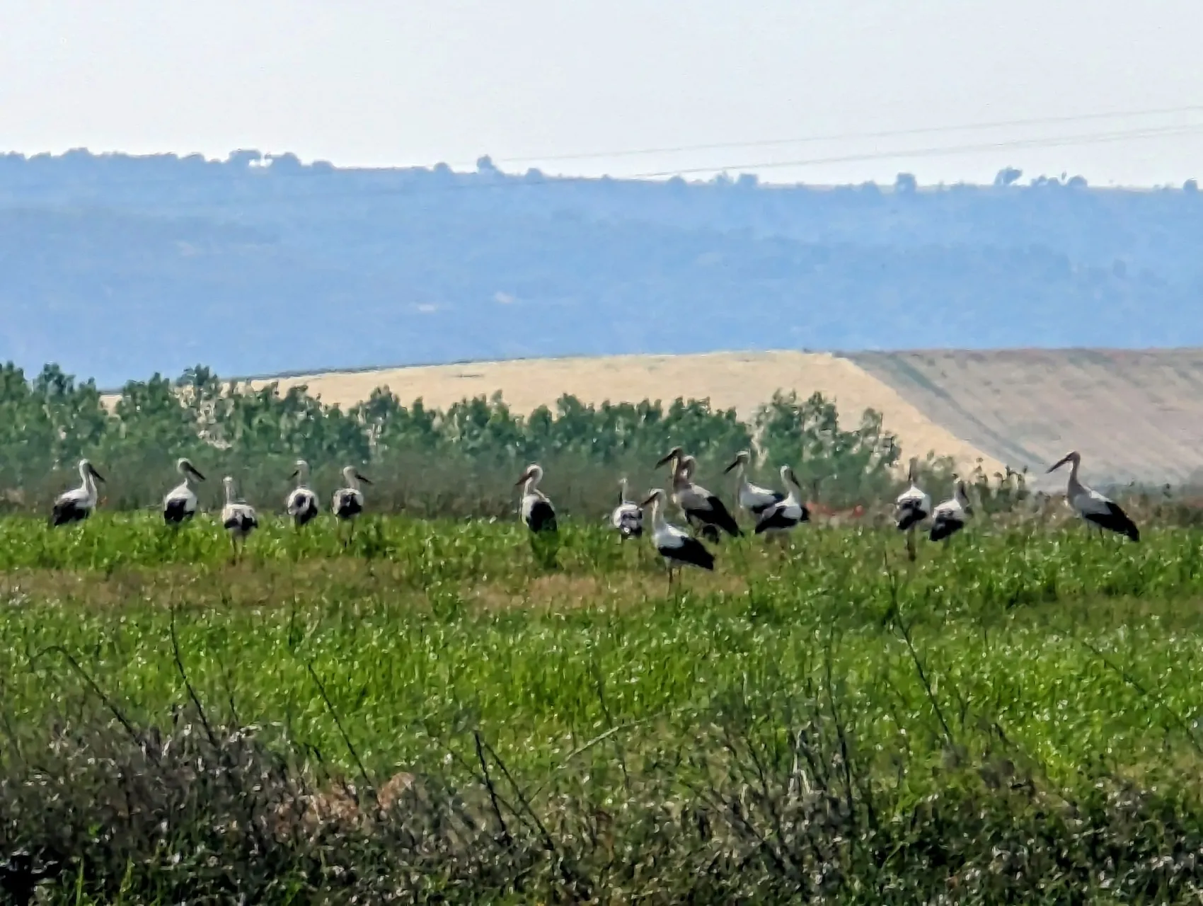 Etappe 62: Zamora ⇒ Toro - foto 3