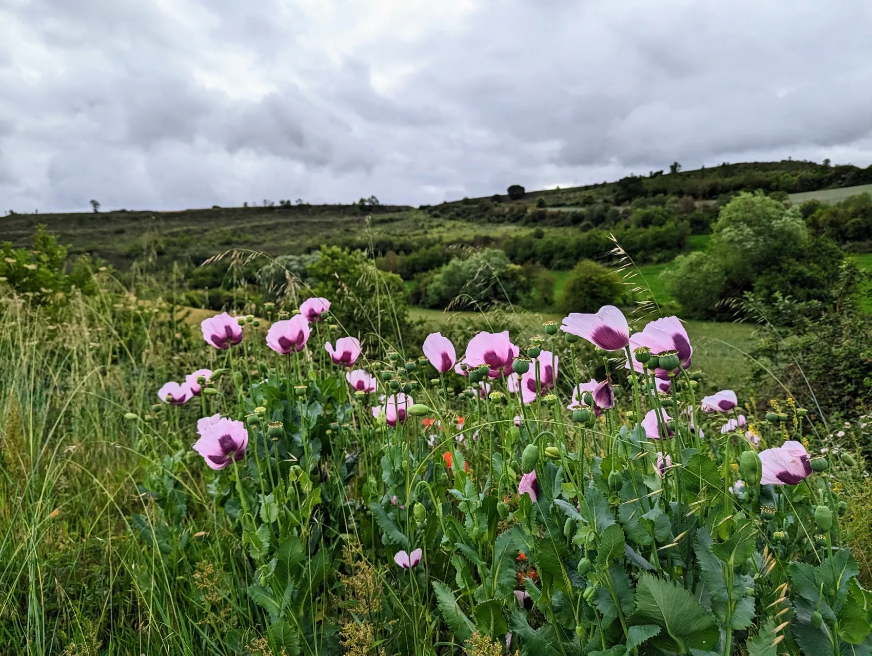 Etappe 74: Monasterio de Rodilla ⇒ Briviesca - foto 2