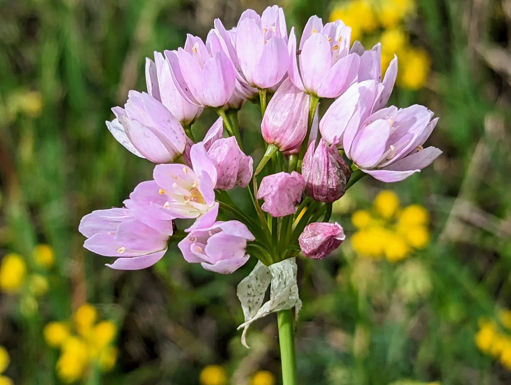 Etappe 75: Briviesca ⇒ Pancorbo - foto 4