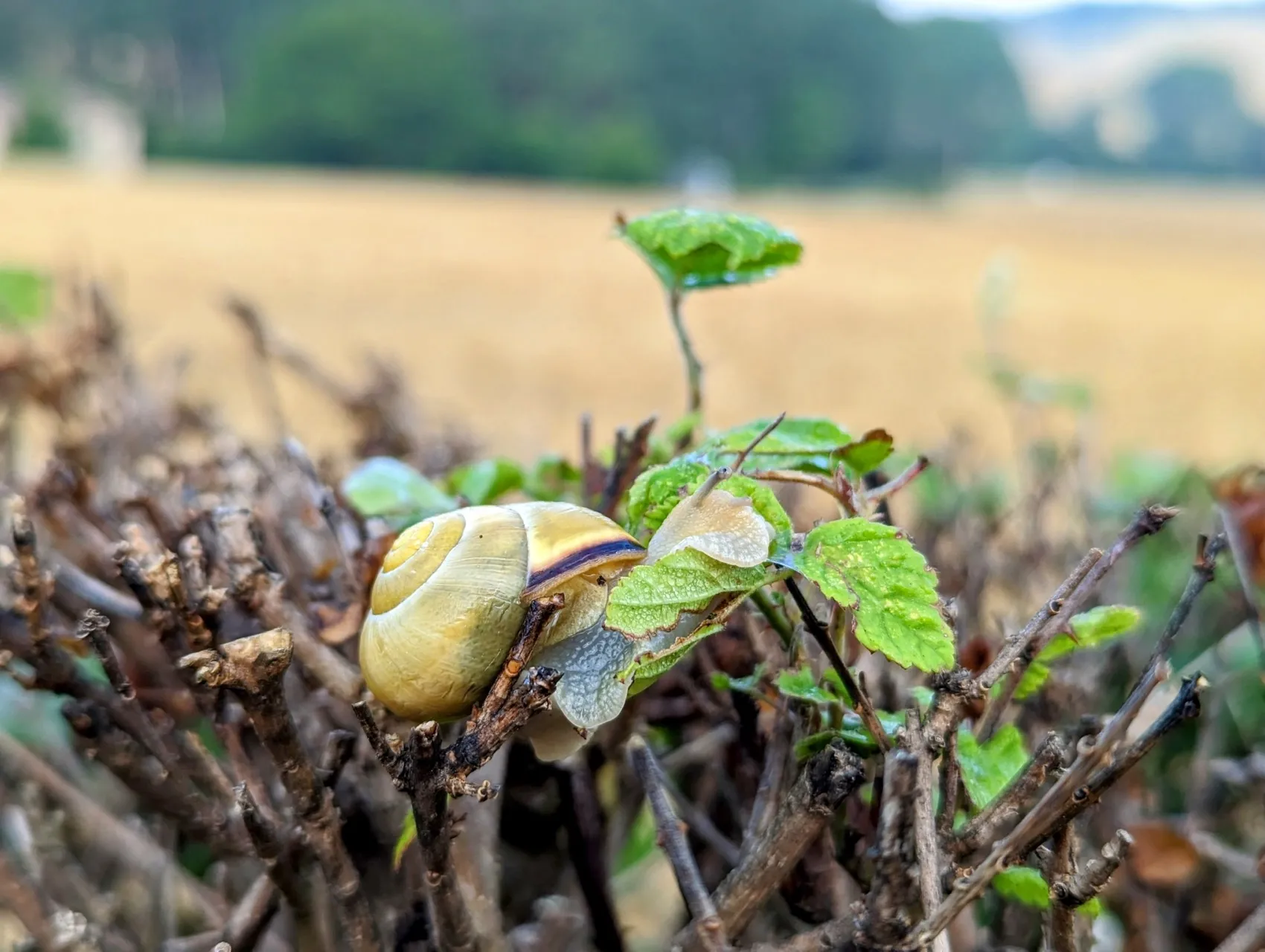 Etappe 78: La Puebla de Arganzón ⇒ Gometxa - foto 1