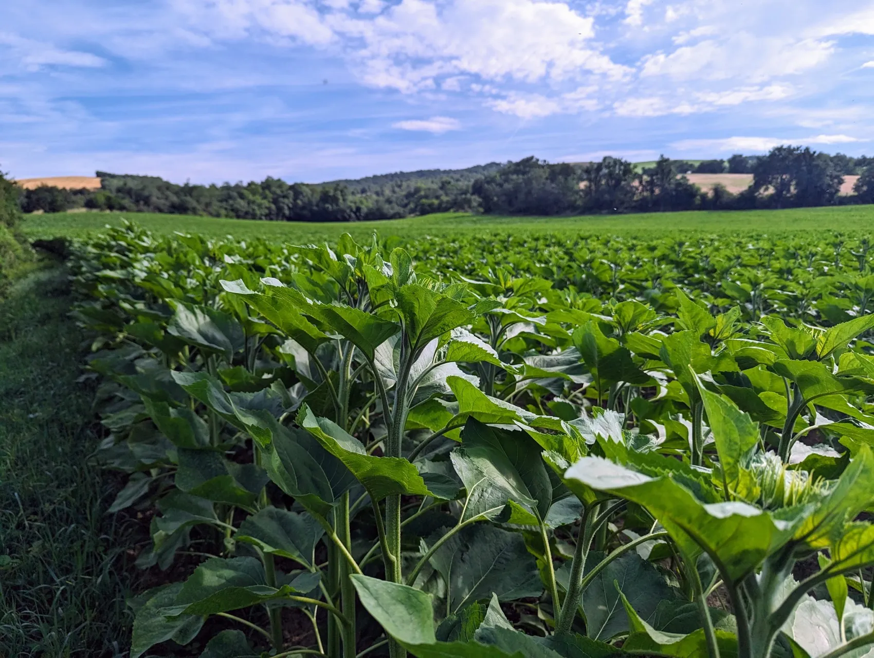 Etappe 80: Dulantzi / Alegría ⇒ Albeiz / Albéniz - foto 1