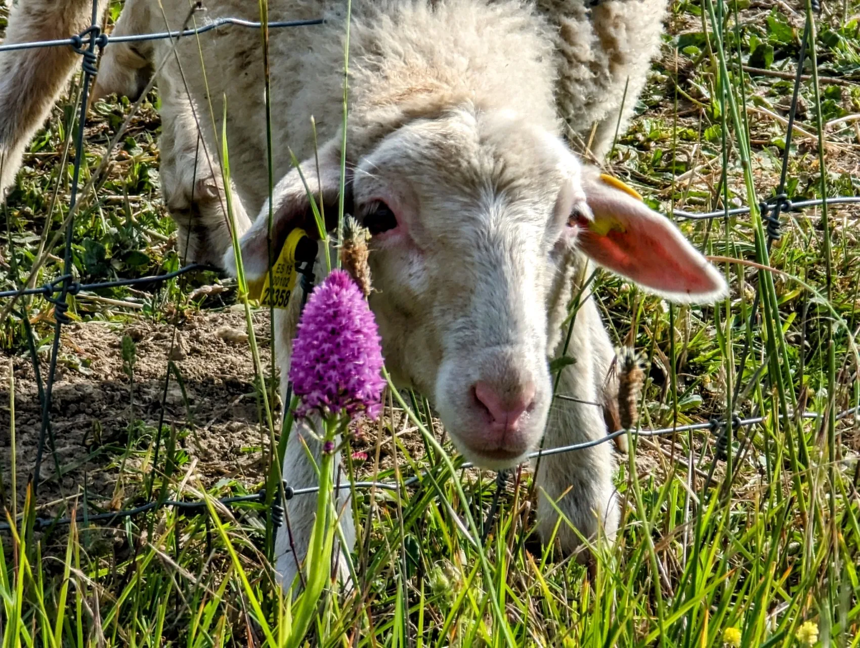 Etappe 80: Dulantzi / Alegría ⇒ Albeiz / Albéniz - foto 2