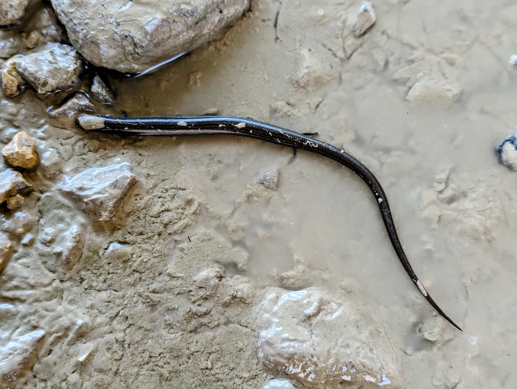 Etappe 80: Dulantzi / Alegría ⇒ Albeiz / Albéniz - foto 4