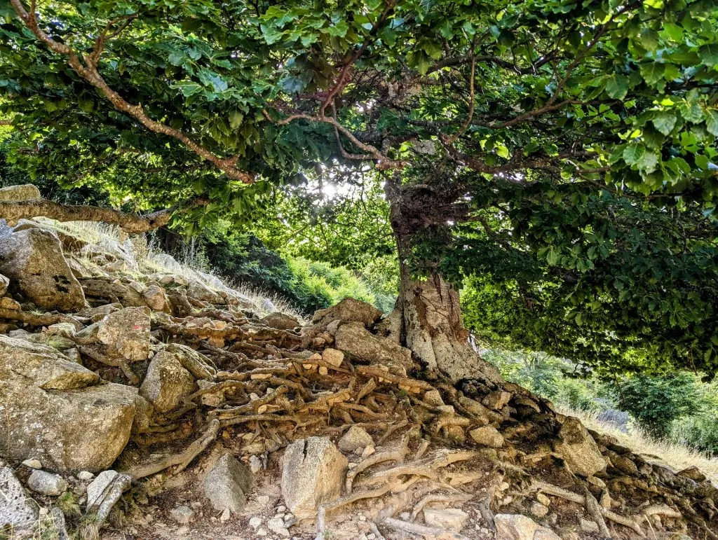 Etappe 105: Refuge Conangles ⇒ Lac de Mar - foto 1