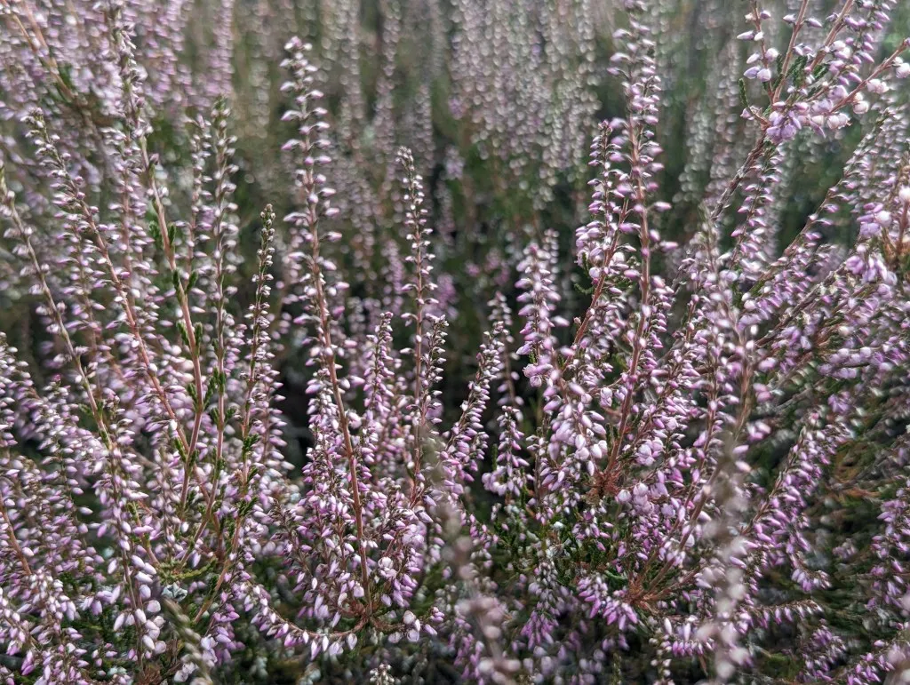 Etappe 111: Tavascan ⇒ Àreu - foto 3