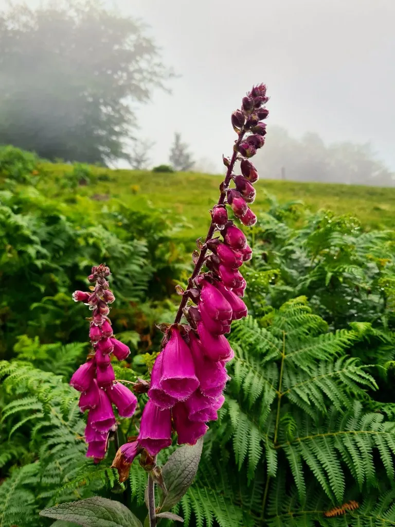 Etappe 86: Aurizberri ⇒ Estérençuby - foto 3