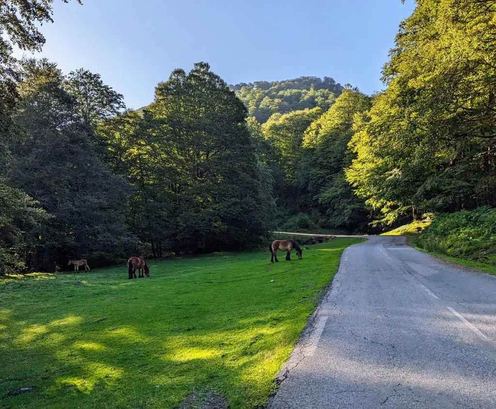 Etappe 88: Chalets d'Iraty ⇒ Ardané - foto 1