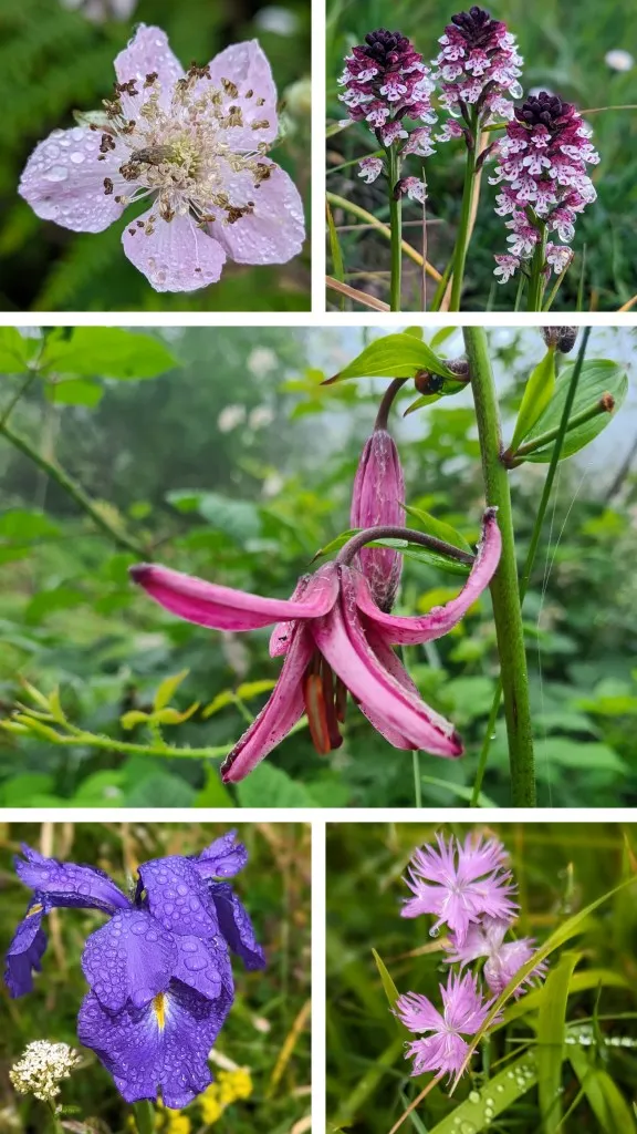 Etappe 91: Lescun ⇒ Col de lapachouaou - foto 4