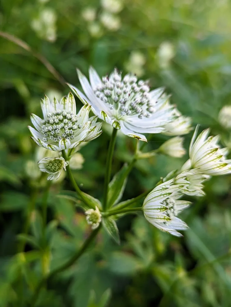 Etappe 92: Col de lapachouaou ⇒ Candanchú - foto 3